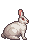 white bunny